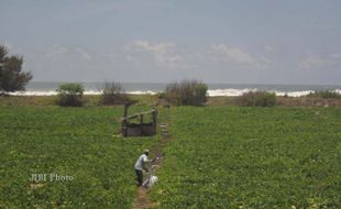 GELOMBANG TINGGI : Puluhan Hektare Lahan Melon Terancam Air Laut