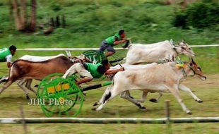 SAPI DIPACU DI MINASA UTARA