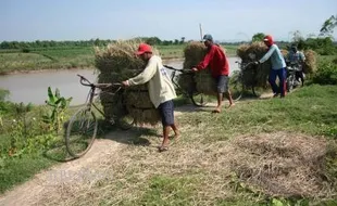 BANJIR KLATEN : Ternak Telantar, Warga Lereng Merapi Sumbang Rumput ke Pati