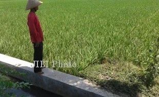 Jelang Pengeringan Saluran Colo, Sejumlah Petani Nekat Menanam Padi