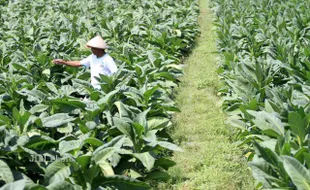 Harga Rokok Rp50.000 Bikin Petani Klaten Resah