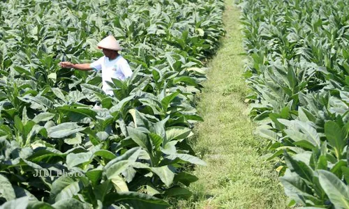 HARGA ROKOK : Isu Kenaikan Harga Bikin Petani Tembakau Galau