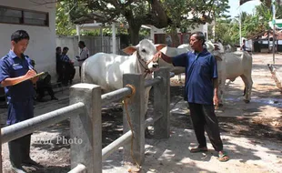 POPULASI SAPI : 2 Tahun, Sapi di Kulonprogo Berkurang 16.000