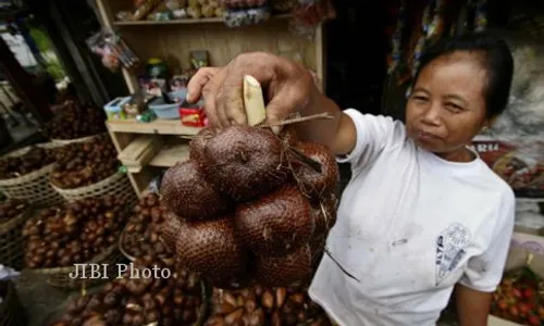 PERTANIAN SLEMAN : Harga Salak di Petani Hanya Rp900 Per Kg