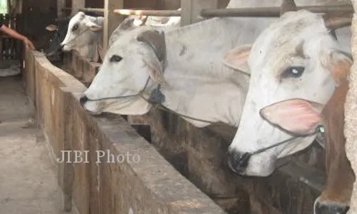 POPULASI SAPI SUKOHARJO : Populasi Turun 10.500 Ekor Dalam 2 Tahun