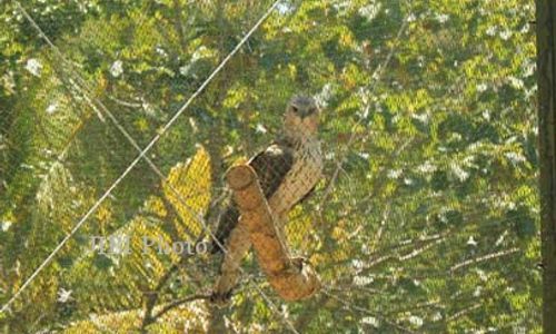 Cerita Hutan Adat Wonosadi Gunungkidul Tak Jadi Gundul Berkat Peran Jagawana