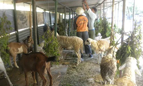  JELANG IDUL ADHA : Pedagang Hewan Kurban Bermunculan di Colomadu Karanganyar