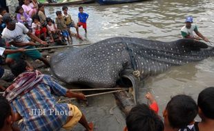 IKAN HIU TUTUL TERDAMPAR