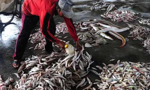 PERMINTAAN IKAN : Terdampak Harga Daging Ayam, Permintaan Tinggi Sejak Desember