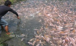 KEMARAU 2015 : Waduk Mengering, Warga Gresik Justru Panen Ikan