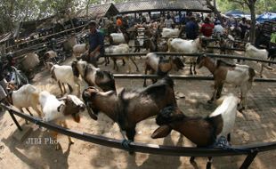 JELANG IDUL ADHA HARGA KAMBING NAIK