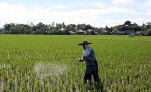 PROFESI PETANI DI JATENG : Jumlah Petani Makin Sedikit, Jateng Perlu Pengembangan Sektor Pertanian 