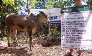 Solopeduli Distribusikan 788 Sapi & Kambing Qurban