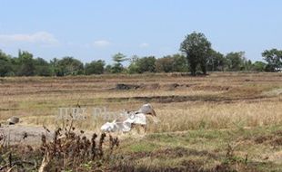 HAMA TIKUS : Takut Diserang Tikus, 105 Hektare Sawah Dibiarkan Bera