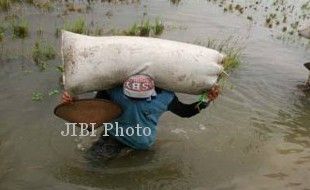 Sawah Terendam Luapan Opak, Petani Rugi Puluhan Juta