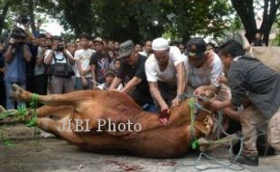 IDUL ADHA 2013 : Bupati Sleman Sebut Kurban Mengajarkan Cinta