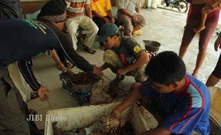 Nelayan Pantai Siung Panen Lobster