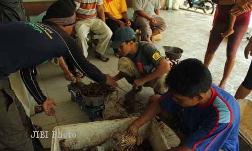 Nelayan Pantai Siung Panen Lobster