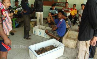 Musim Penghujan, Nelayan Mulai Panen Lobster