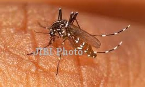   CHIKUNGUNYA WONOGIRI : DKK Pertimbangkan Lakukan Abatesasi 