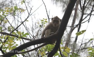 Petani di Gunungkidul Kehilangan Jari saat Usir Kawanan Monyet Ekor Panjang