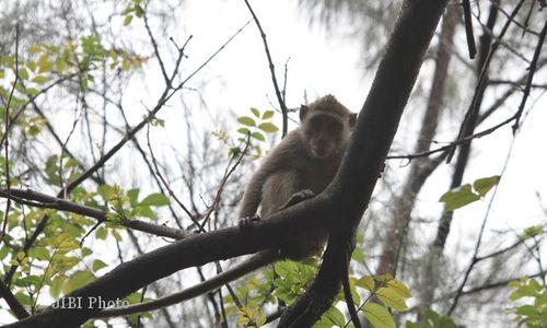 MUSIM KEMARAU : Kera Gunung Tidar Turun Gunung