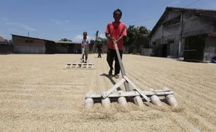  PRODUKSI GABAH : Tantangan Produksi GKG Saat Lahan Hijau Menyempit