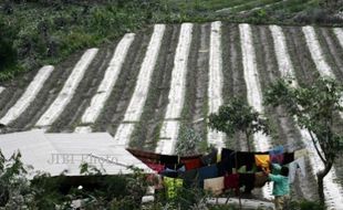 GUNUNG SINABUNG MELETUS : Pemerintah Siapkan Bibit Pengganti Bagi Korban Sinabung