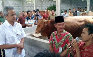  Potronayan Boyolali Jadi Contoh Pengembangan Sapi Jateng