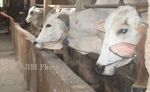   BANTUAN SAPI : Klaten Digelontor Bantuan Rp1,8 Miliar