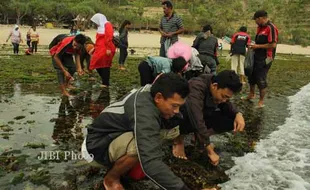 RUMPUT LAUT PANTAI SIUNG