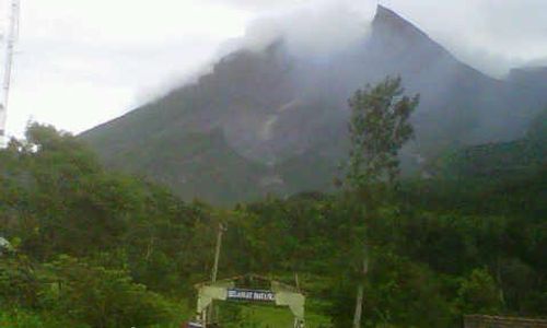 GUNUNG MERAPI : Lahan Bekas Kebakaran Hutan Merapi Ditanami Pohon Tahan Api