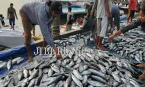 Harga Ikan Tuna di Pangai Sadeng Turun