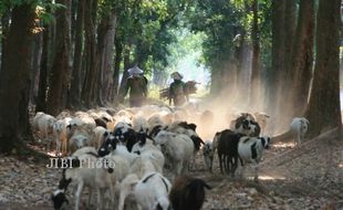 Kambing Bligon Tri Dicuri Saat Digembalakan