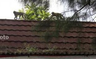   SERANGAN KERA : Sukarelawan Batu Seribu Tanam Ratusan Pohon