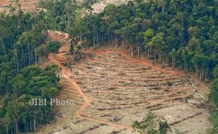  Indonesia Produsen CPO dan Deforestasi Terbesar Dunia