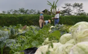 SERANGAN HAMA : Harga Sayuran Terjun Bebas