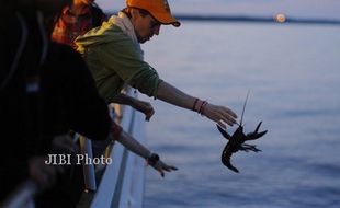 Begini Upaya BKIPM Surabaya Berantas Penyelundupan Benih Lobster