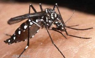  CHIKUNGUNYA WONOGIRI : Lagi, Chikungunya Serang Warga Kerdukepik 