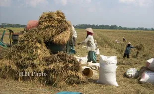 Curah Hujan Tinggi, Harga Gabah Turun