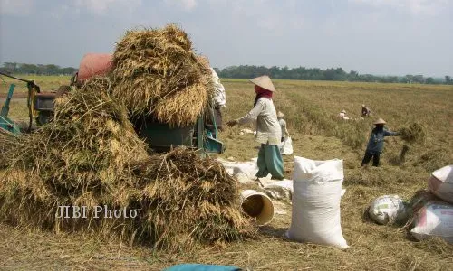 Waduh! Luas Panen Padi Menyempit, Produksi Beras Jateng Turun