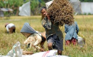  4 Tahun Diserang Hama, Sribit Klaten Akhirnya Panen Padi