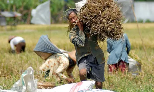  4 Tahun Diserang Hama, Sribit Klaten Akhirnya Panen Padi