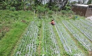   MUSIM HUJAN : Petani Sayur Karangpandan Karanganyar Merugi