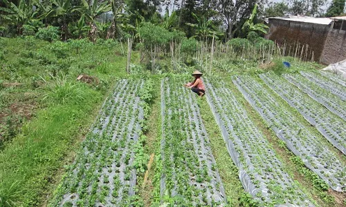   MUSIM HUJAN : Petani Sayur Karangpandan Karanganyar Merugi