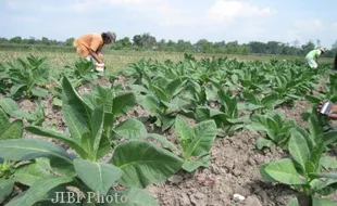 Kemarau Basah Hantui Petani Tembakau di Jateng, Risiko Gagal Panen 20%