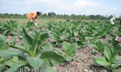 HARI TANPA TEMBAKAU : Begini Hasil Kampanye Anti Rokok di Solo...