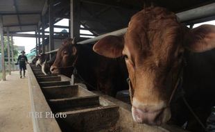   Prambanan Diusulkan Jadi Kawasan Sapi Potong