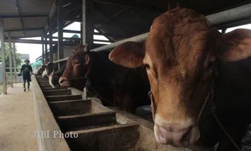 POPULASI SAPI : Bantul Kekurangan 68.000 Sapi