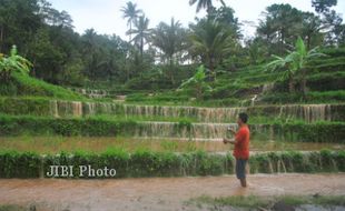 Sawah Terendam Banjir, Harga Sewa Sawah Anjlok